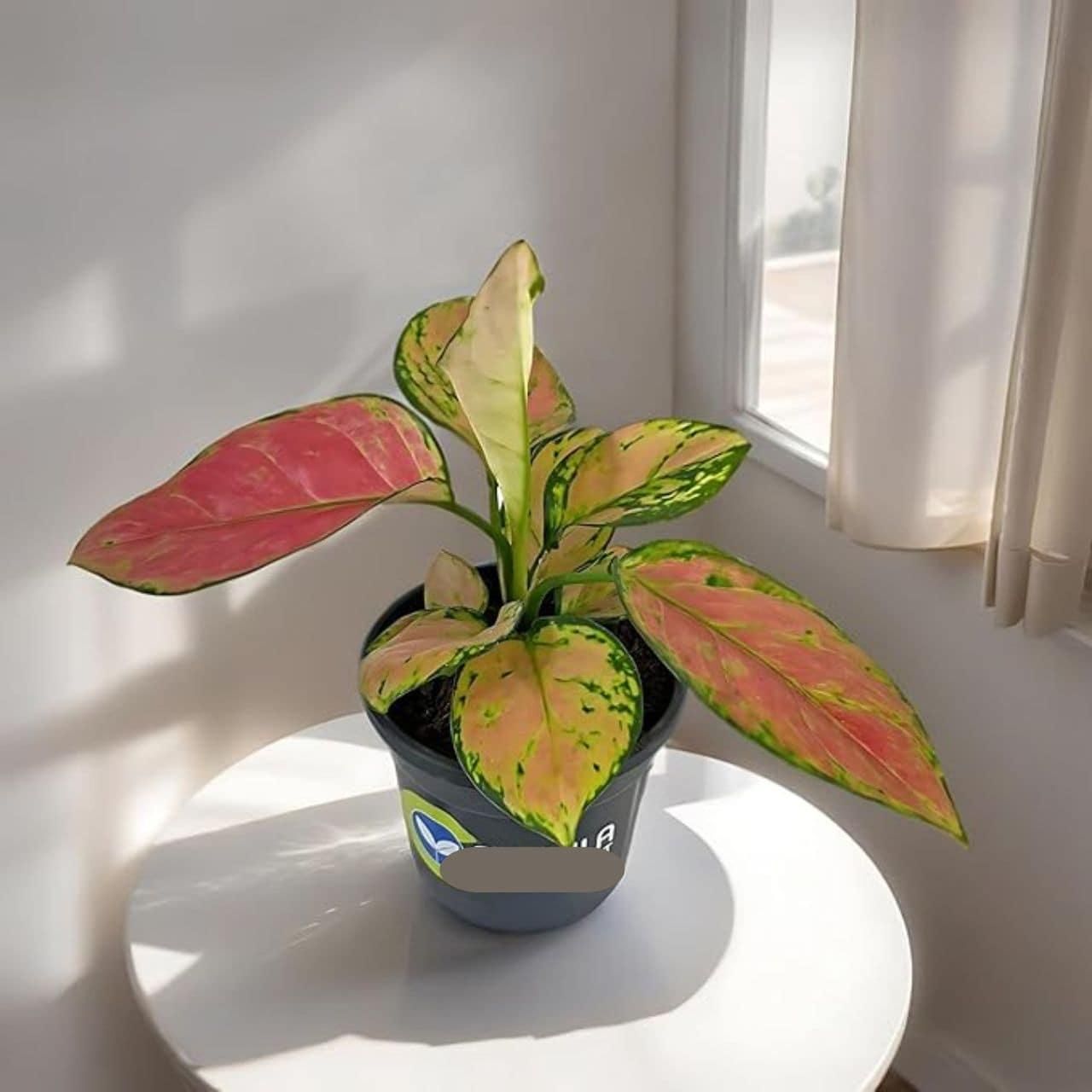 Aglaonema Pink Valentine Plant
