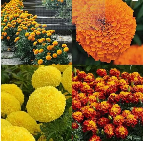 40 Varieties of Flower Seeds