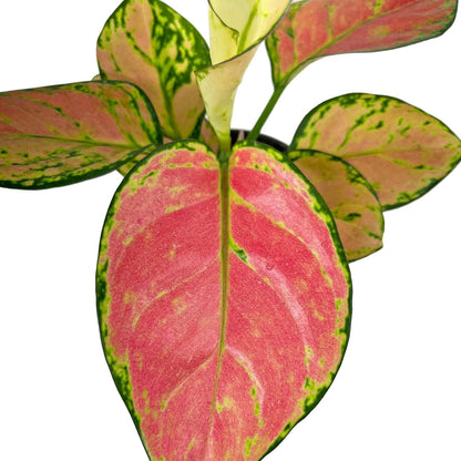 Aglaonema Pink Valentine Plant