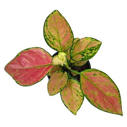 Aglaonema Pink Valentine Plant